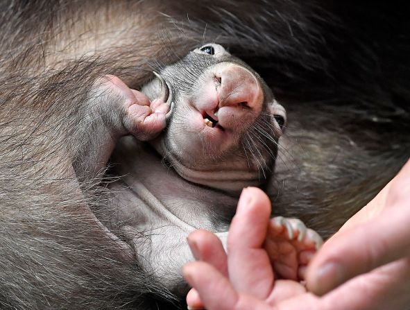 29 de marzo — Una cría de wombat se sienta en el vientre de su madre en un zoológico de Duisburg, Alemania.