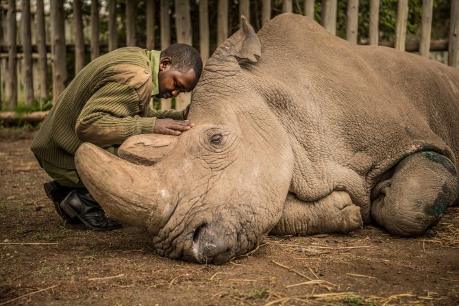 19 de marzo — Joseph Wachira consuela a Sudán, un rinoceronte blanco del norte, momentos antes de morir en el Ol Pejeta Conservancy en Kenya. Sudán tenía 45 años y una salud deficiente.