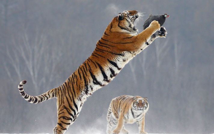 1 de febrero - Un tigre salta para atrapar a su presa en un parque de tigres siberianos en Harbin, China.