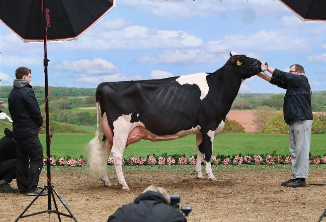 22 de febrero - Una vaca se prepara para una sesión de fotos durante un concurso de belleza de vacas lecheras en Verden an der Aller, Alemania.