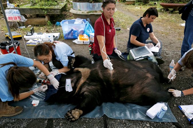 26 de abril - Veterinarios de Four Paws, una organización benéfica para el bienestar de los animales, revisan en mayo un oso que había sido rescatado de una granja de osos en Vietnam. Los osos tibetanos, también conocidos como osos negros asiáticos, son buscados en algunos países por su bilis, un fluido digestivo que algunas personas usan en los remedios populares.