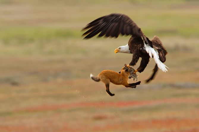 19 de mayo - Un águila calva y un zorro rojo pelean en el aire por un conejo en la isla San Juan de Washington. El águila le robó el conejo al zorro.