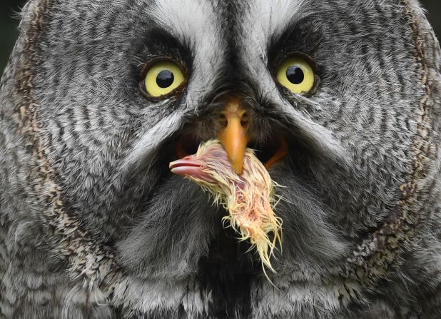 12 de julio – Un búho se come la cabeza de un polluelo muerto en un zoológico en Stralsund, Alemania (Stefan Sauer / AFP / Getty Images).