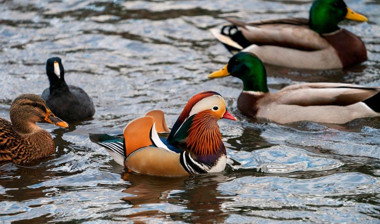 27 de noviembre - Un pato mandarín nada en Central Park, en Nueva York. La colorida ave se ha vuelto la atracción estrella del parque desde su aparición, y los medios locales ya lo han llamado Mandarin Patinkin, en referencia al actor Mandy Patinkin. Don Emmert/AFP/Getty Images