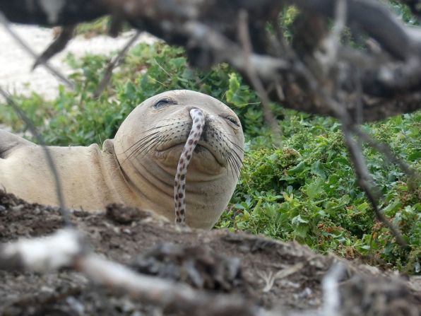 3 de diciembre - El Programa de Investigación de la Foca Monje de Hawai publicó en su página de Facebook una fotografía que mostraba una foca con una anguila alojada firmemente en su fosa nasal derecha. Esta fue la última de una larga (y ondulada) columna de invasiones de anguilas que afectó a las focas monjes de Hawai, un fenómeno que se observó por primera vez en el verano de 2016 en la isla Lisianski de Hawai. Charles Littnan, científico principal del programa, dijo que los investigadores siguen desconcertados por este fenómeno. Brittany Dolan/NOAA Fisheries