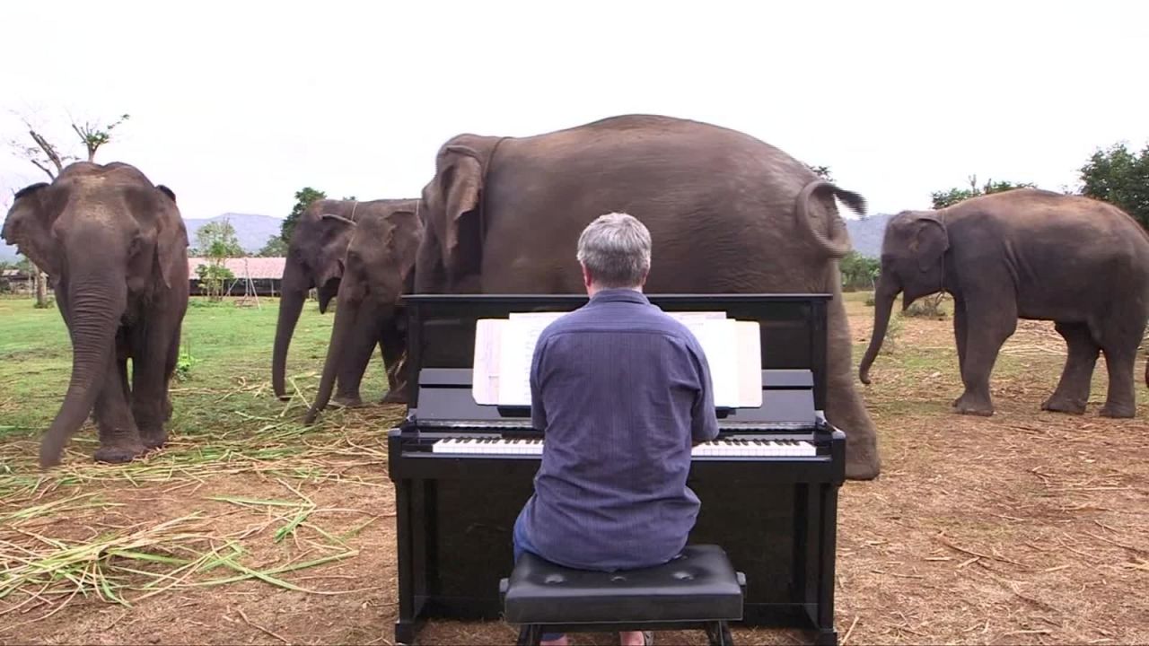 CNNE 596960 - pianista calma a elefantes con su musica