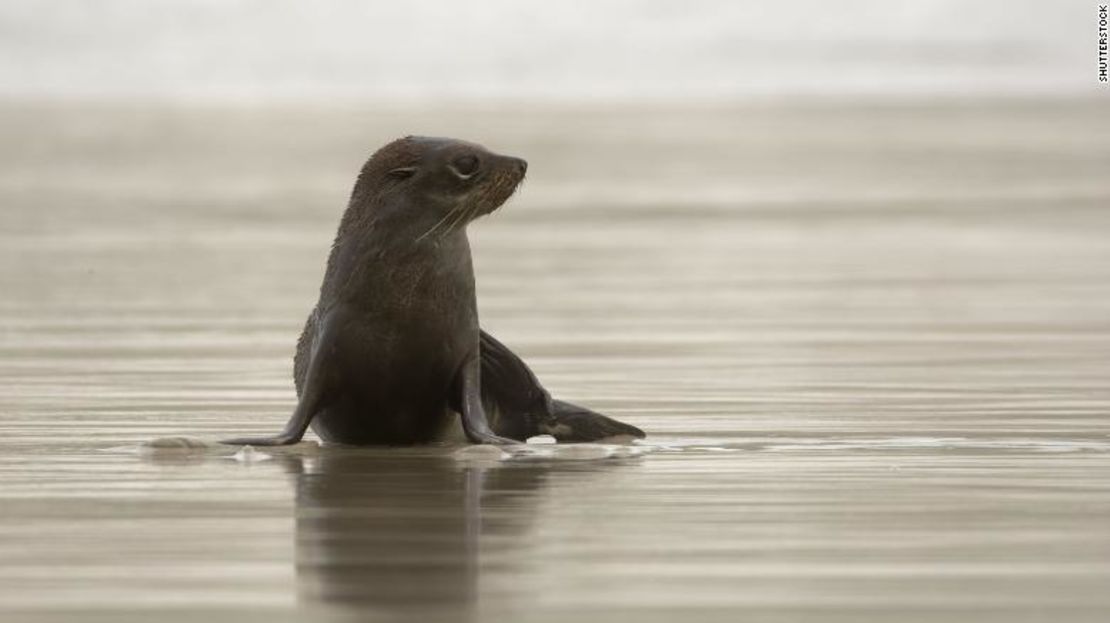 CNNE 598417 - 181219091234-01-new-zealand-kekeno-seal-stock-exlarge-169