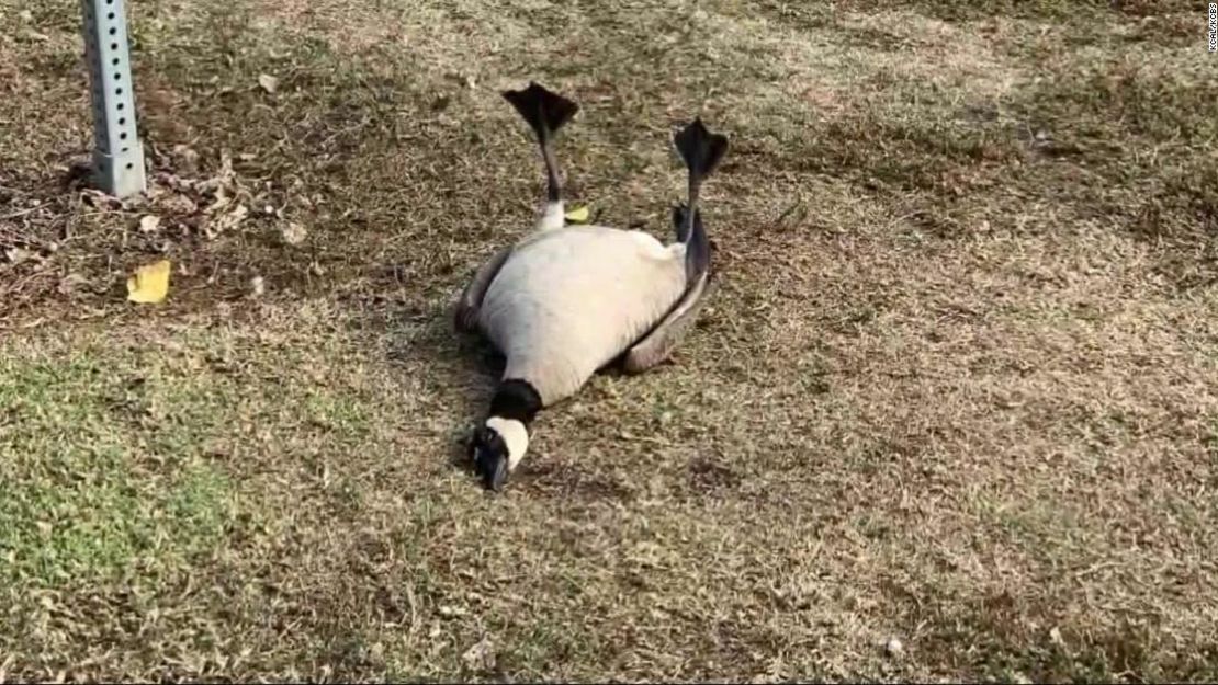 La conducta de estas aves causó sorpresa y luego alarma en los vecinos.