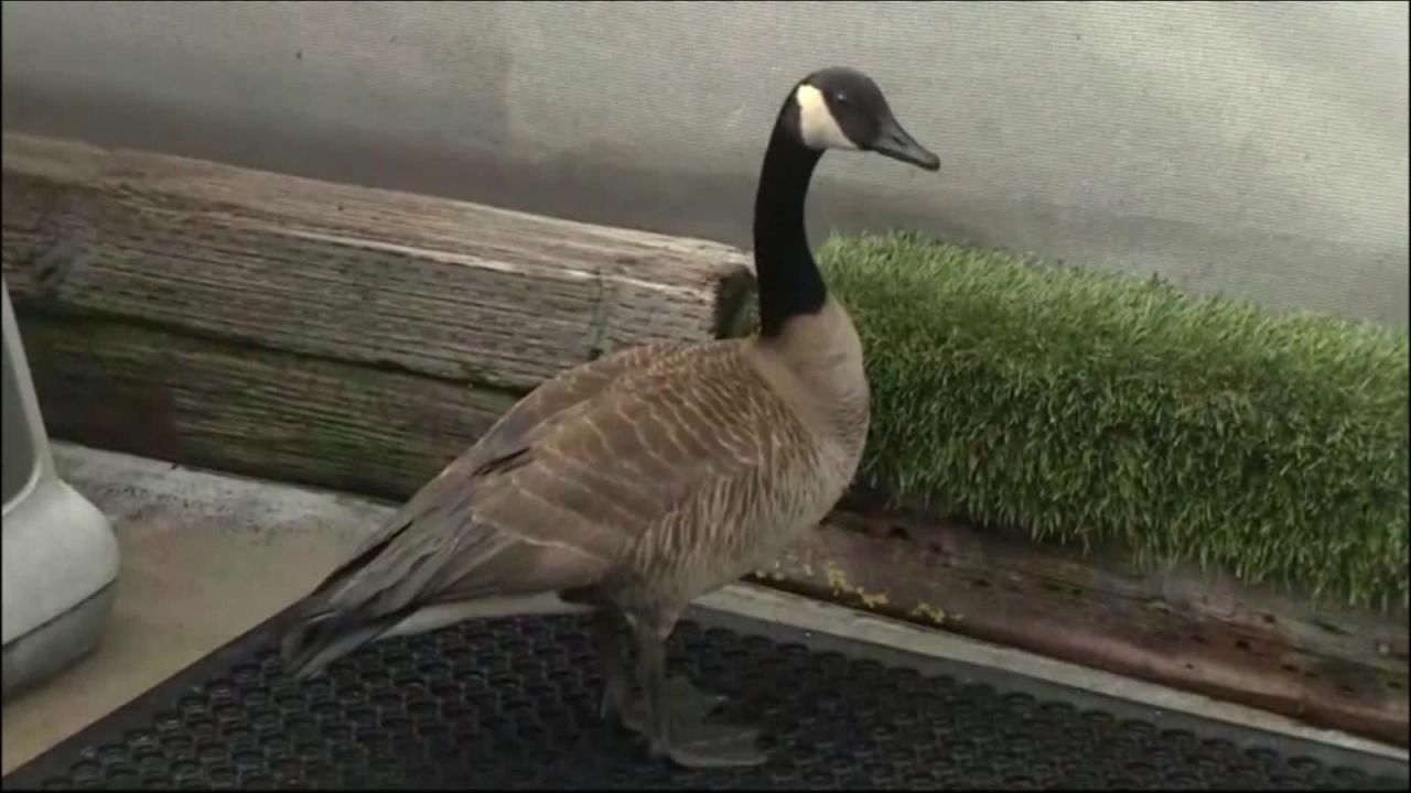 CNNE 599278 - estas aves se recuperan despues de una sobredosis de pildoras