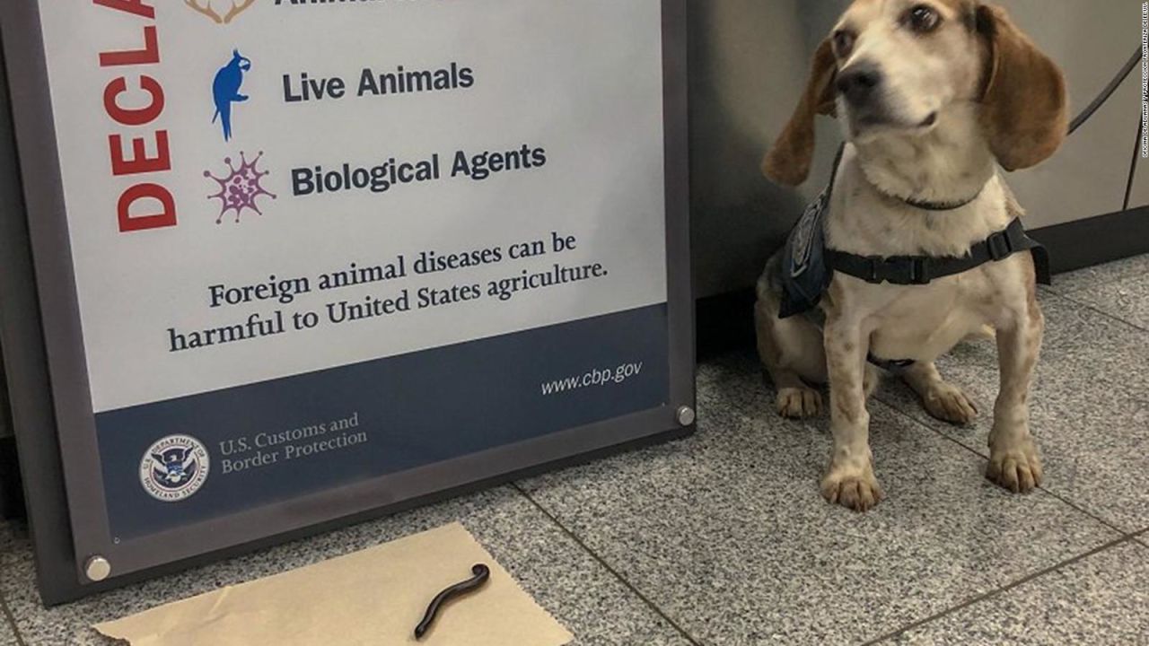 CNNE 599525 - hallan un milpies africano gigante vivo en el aeropuerto de atlanta