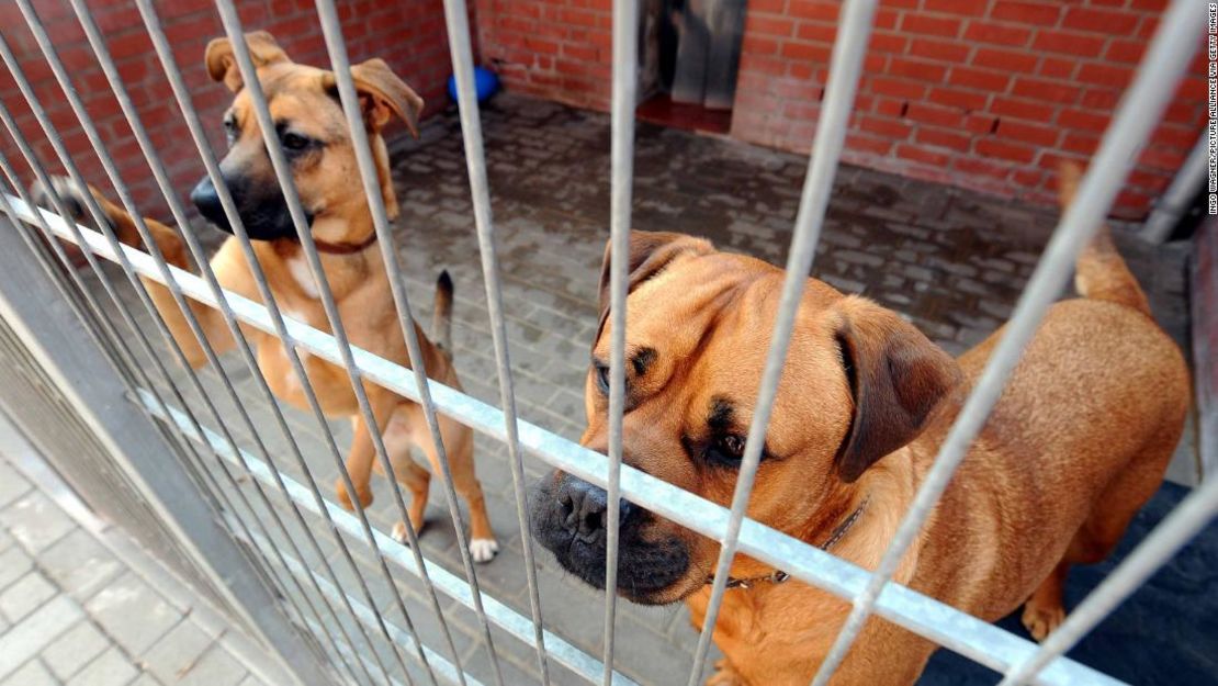 Dos perros esperan ser adoptados en el santuario animal de Bremen, Alemania, donde hay cientos de animales refugiados.