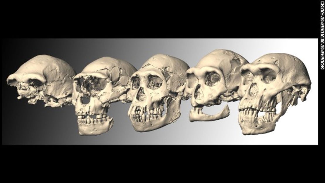 CNNE 59962c0e - 131017112631-04-ancient-skulls-1017-story-top