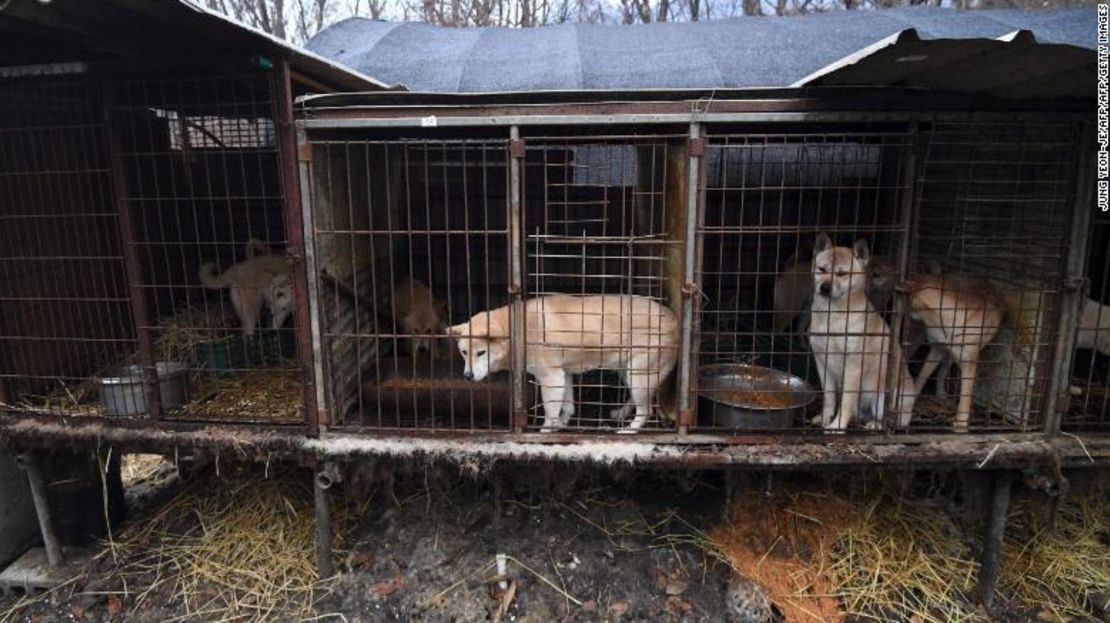 Perros en jaulas durante un evento de rescate en una granja organizado por Humane Society International (HSI) a las afueras de Seúl.