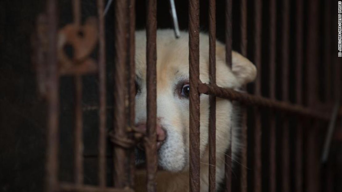 Un perro en una jaula durante una visita a una granja de crianza de perros organizada por Humane Society International (HSI) en Wonju, en el sureste de Seúl.