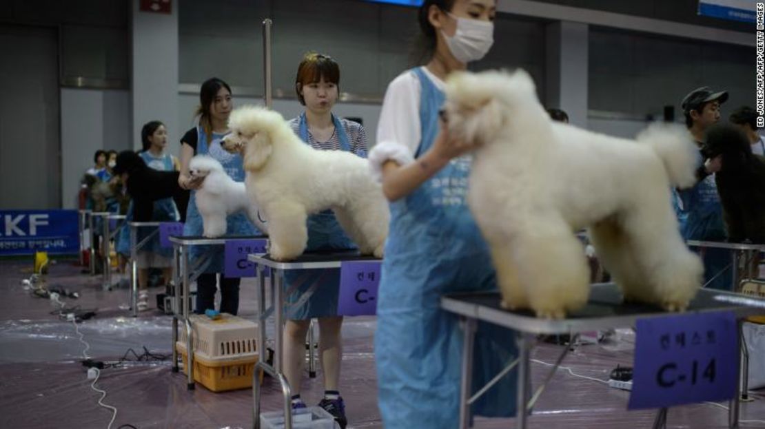 El cuidado de perros es ahora un gran negocio en Corea del Sur.