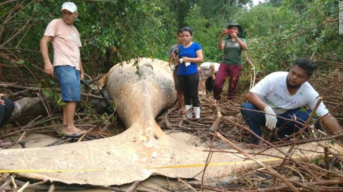 CNNE 5bad46cb - 190226145516-01-dead-humpback-whale-brazil-exlarge-169