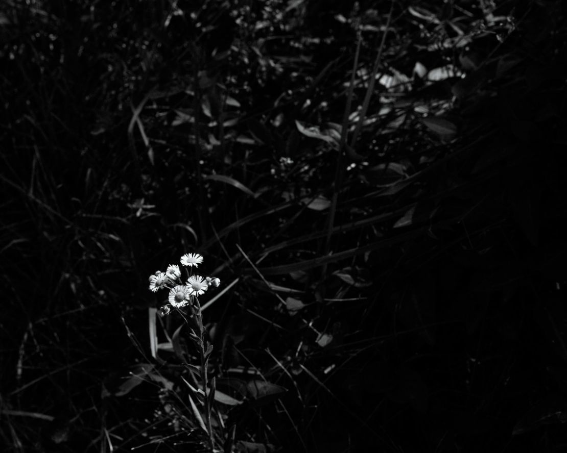 Siempre me han encantado las flores silvestres. Admiro su capacidad para florecer y prosperar.