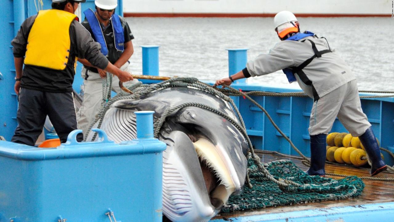 CNNE 600010 - japon volvera a la caza comercial de ballenas