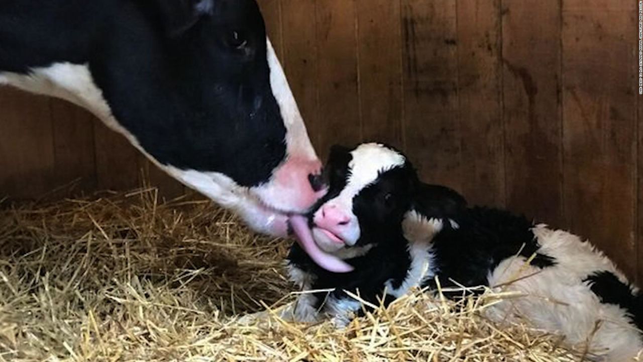 CNNE 601311 - una vaca escapa del matadero y da luz