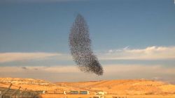 CNNE 601828 - #laimagendeldia- espectaculo de aves en el cielo de israel