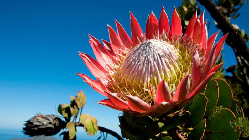 Reino del Cabo Floral — El Reino Floral del Cabo de Sudáfrica es un sitio del Patrimonio Mundial que comprende más de 1 millón de hectáreas de áreas protegidas. Pero la increíble diversidad de plantas de la región, incluida la flor nacional del país, el King Protea, se encuentra bajo una presión cada vez mayor en un clima cada vez más cálido y seco. (Gideon Mendel / Corbis Historical / Getty Images).