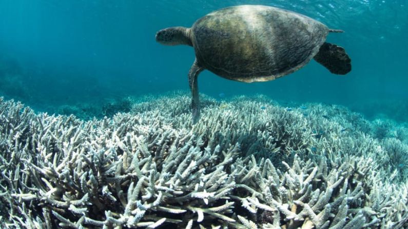 Atolón de Aldabra — Las temperaturas del mar, que van cada vez más en aumento, han afectado a los arrecifes de coral que hacen parte de la lista del Patrimonio Mundial de la Unesco. Uno de ellos es el Atolón de Aldabra en el Océano Índico, el arrecife de coral de Belice en el Atlántico y la Gran Barrera de Coral en Australia. (Caitlin Seaview).