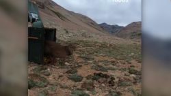 CNNE 604399 - asi el puma regreso a su habitat