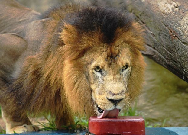 El león del zoológico de Río de Janeiro lame un bloque de hielo con sabor a sandía para combatir las altas temperaturas.