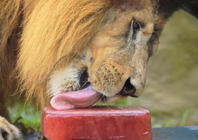 Los animales de zoológico de Rio de Janeiro se refrescan con helados de fruta para combatir el calor que supera los 40 grados centígrados.