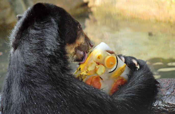 Un oso andino lame un bloque de hielo con sabor de fruta preparado por sus cuidadores.