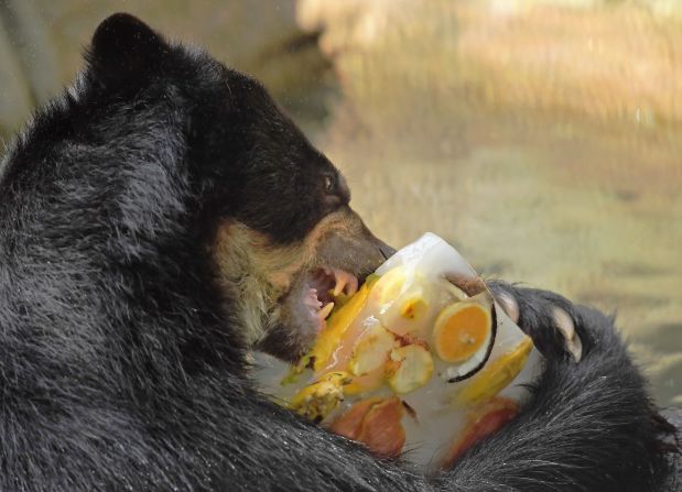 Las frutas y vegetales hacen parte de la dieta de estos animales.