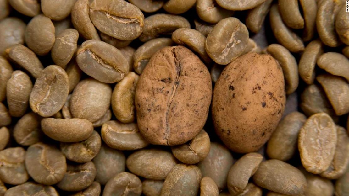 Granos de café Ambongo, uno de los café arábica amenazados de Madagascar.