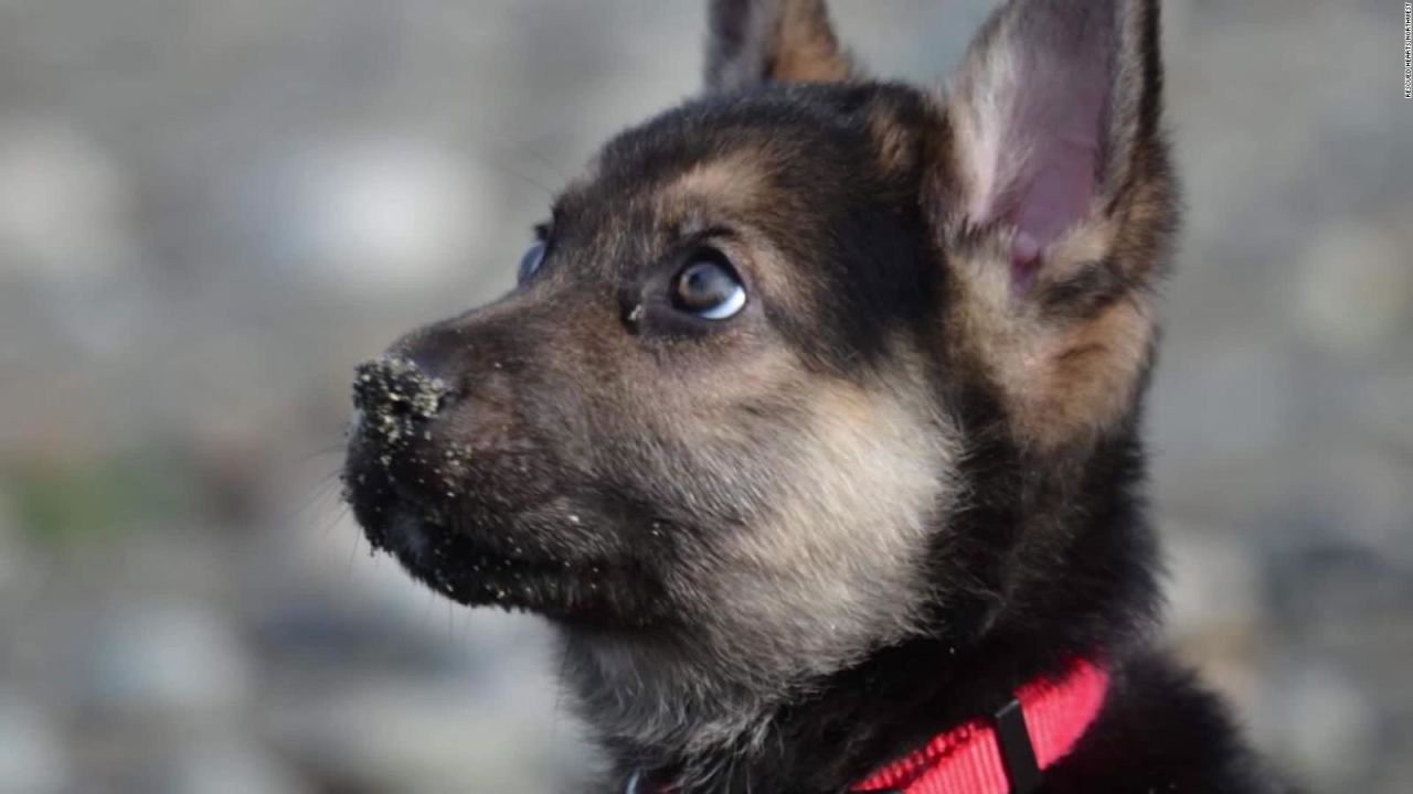 CNNE 606315 - asi disfruta este cachorro que tiene poco tiempo de vida