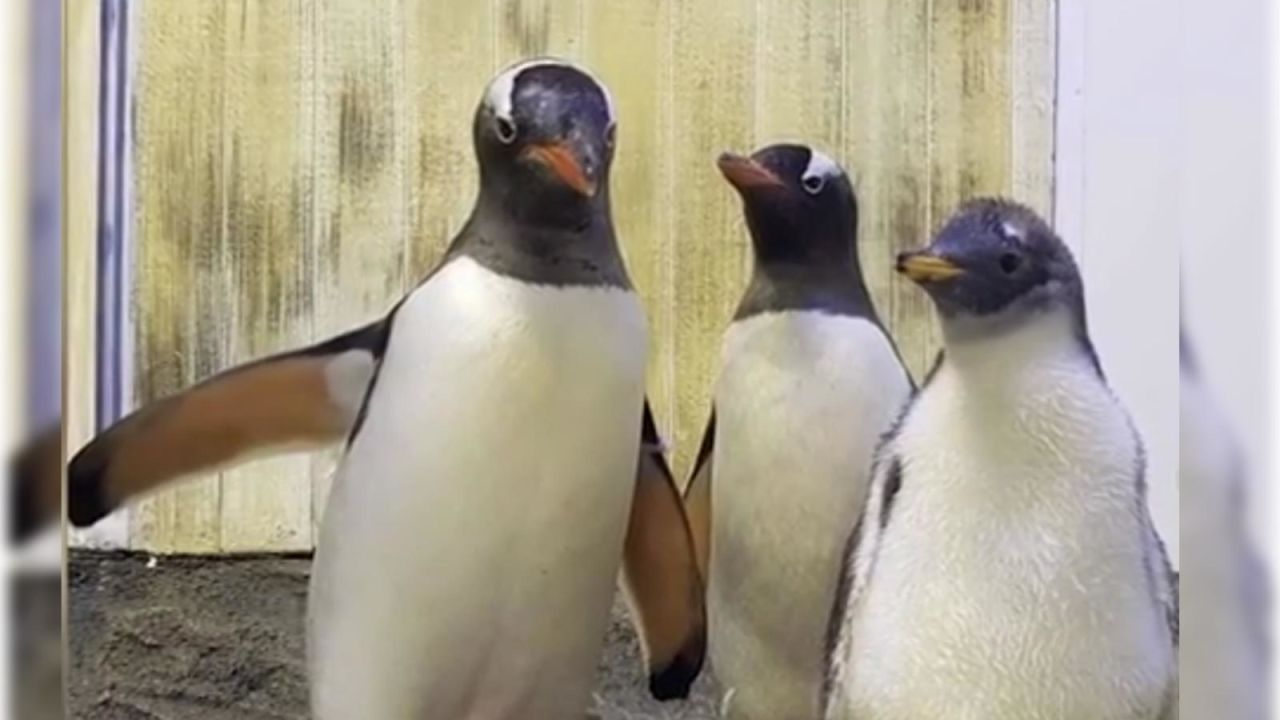 CNNE 606781 - acuario sydney muestra imagenes de la hija de una pareja de pinguinos del mismo sexo