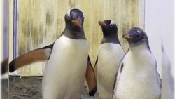 CNNE 606781 - acuario sydney muestra imagenes de la hija de una pareja de pinguinos del mismo sexo