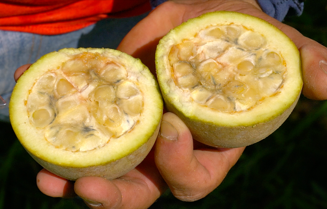 Aborígenes de la región lo utilizaban para tatuarse con su jugo. Ahora, el fruto de jagua produce un colorante azul 100% natural que podría revolucionar la industria alimentaria, y todo esto gracias el ingenio científico latinoamericano.