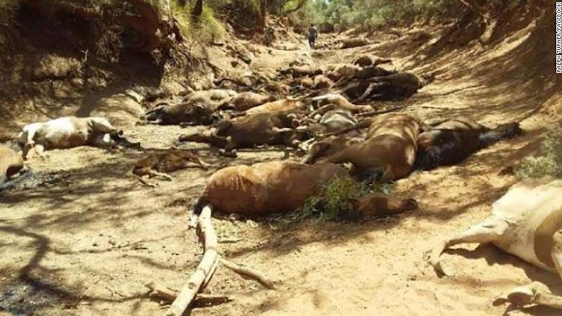 Los cuerpos de docenas de caballos salvajes fueron encontrados en un bebedero seco en Northern Territory, Australia.