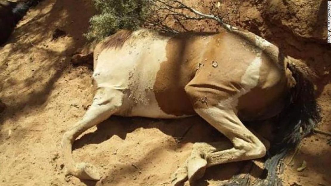 CNNE 608767 - 02-australia-drought-animal-deaths-exlarge-169