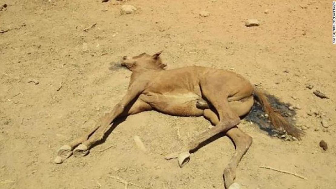 CNNE 608768 - 03-australia-drought-animal-deaths-exlarge-169