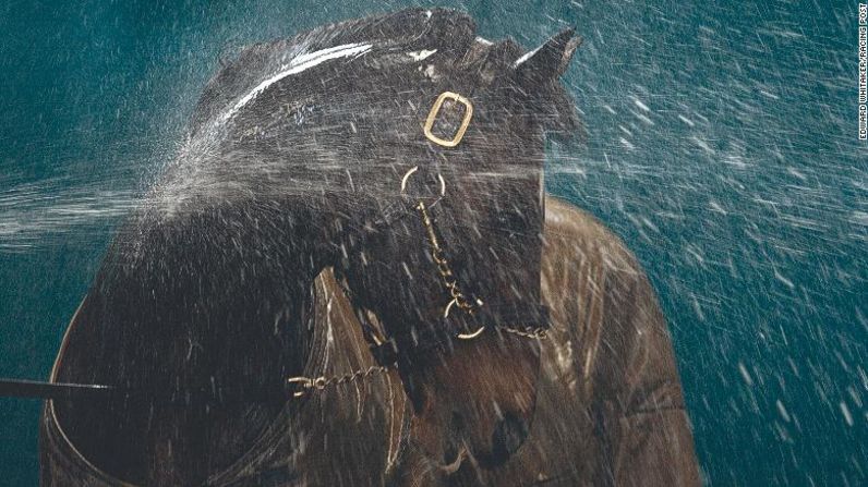 Otra imagen que definió su carrera es esta fotografía de este gran semental Danehill mientras es regado en el stud de Coolmore, Irlanda. en 2003. "Simplemente amo el efecto completo, como el agua actúa sobre el caballo. Dobla su cuello, así que fue casi como un masaje para él y puedes ver como lo disfruta. Tuve que fotografiarlo con la velocidad lenta del obturador y hay un sentido real del movimiento del agua y la luz, es simplemente hermoso".