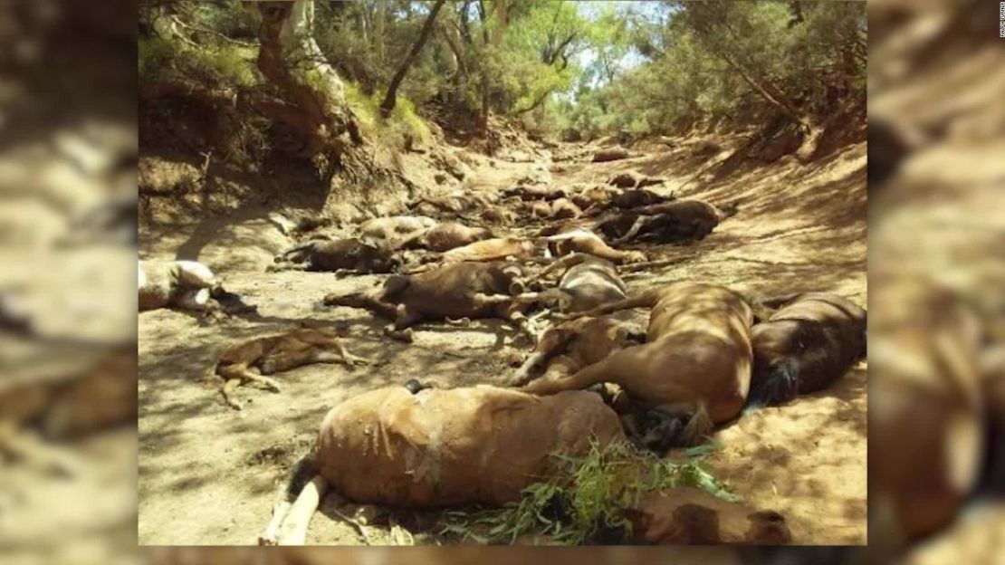 CNNE 608944 - caballos salvajes mueren en australia por ola de calor