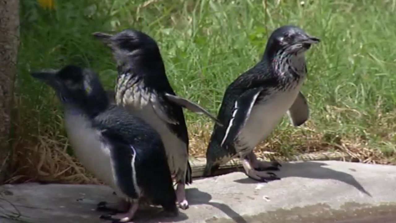 CNNE 611113 - secuestran a pinguinos azules en nueva zelandia