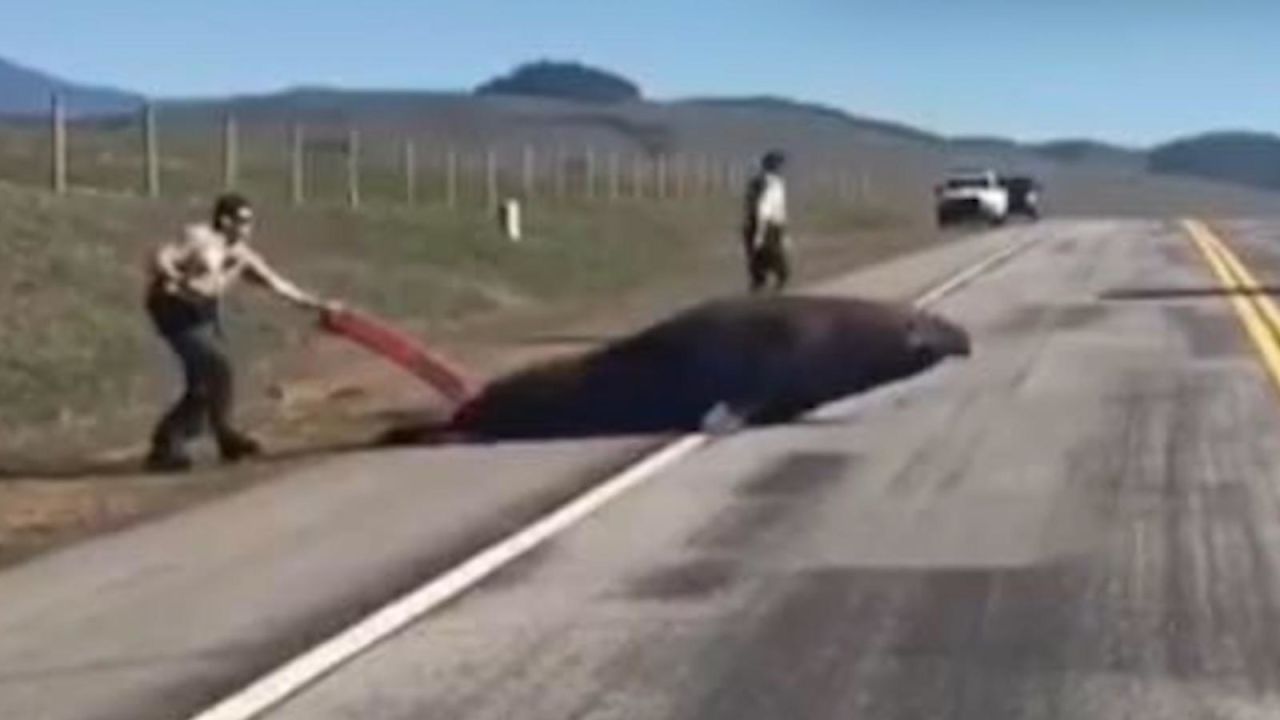 CNNE 611496 - policias ayudan a una foca elefante a regresar al mar