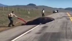 CNNE 611496 - policias ayudan a una foca elefante a regresar al mar