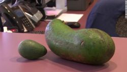 CNNE 611556 - aguacate gigante