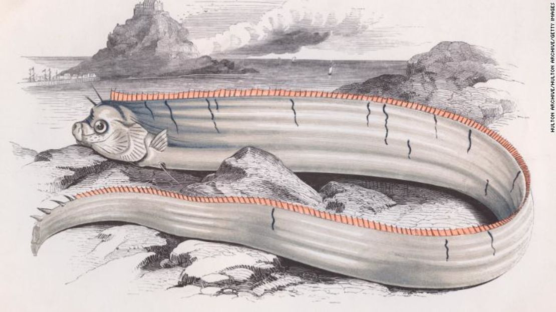 CNNE 611796 - 190201165935-oarfish-art-exlarge-169