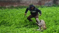 CNNE 611919 - asi fue como un leopardo fue atrapado tras atacar a una comunidad