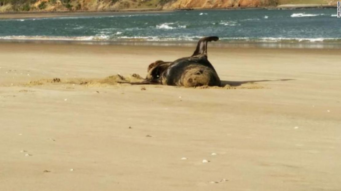 CNNE 613424 - 190206113243-leopard-seal-new-zealand-exlarge-169