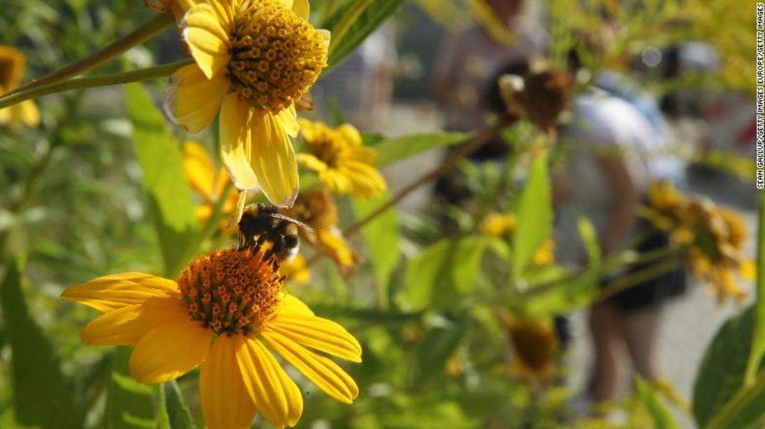 Un abejorro se posa en una flor mientras trabajadores de la Federación Alemana para la Protección de la Naturaleza inspecciona un parque urbano en Berlín.