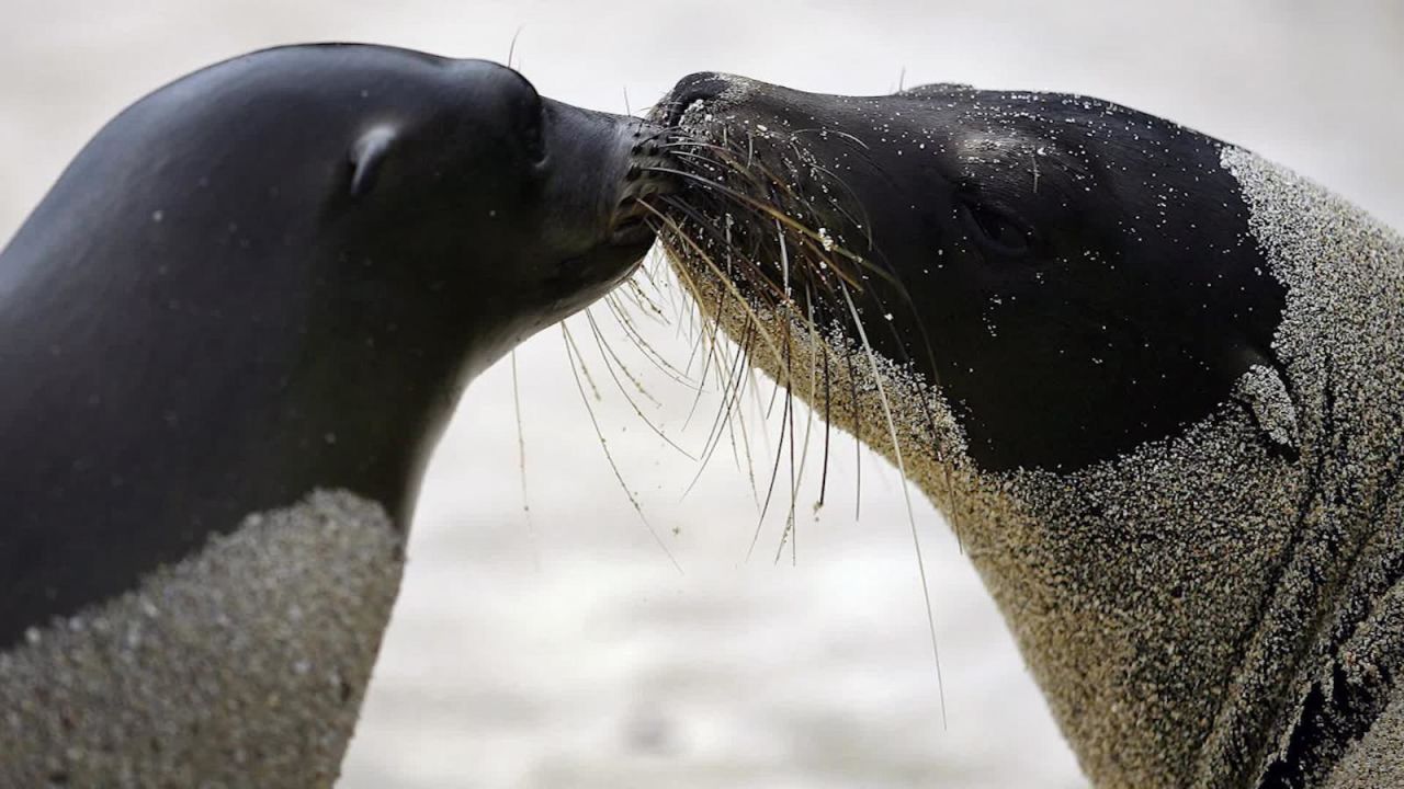 CNNE 615238 - el parque nacional galapagos celebra sus 6 decadas